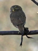 Caburé chico/Ferruginous Pygmy-Owl