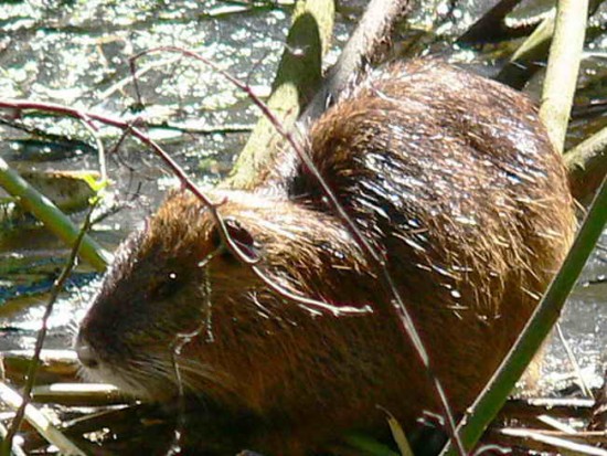 Coipo/Coypu