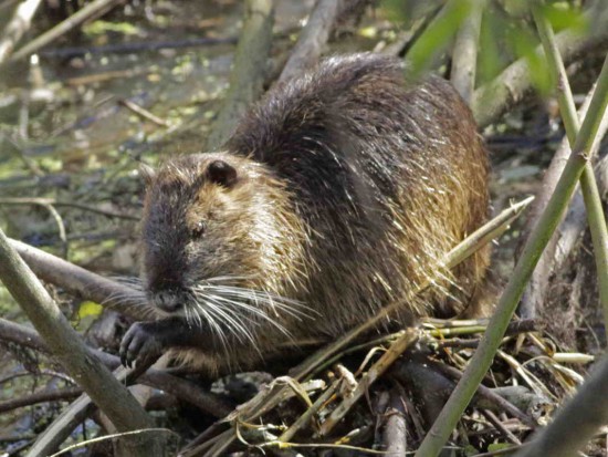 Coipo/Coypu