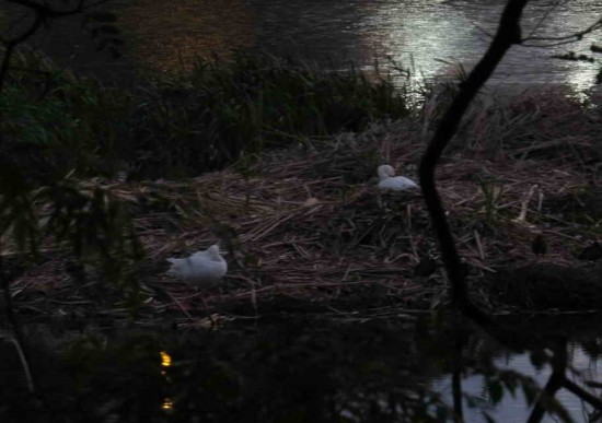 Coscorobas al atardecer