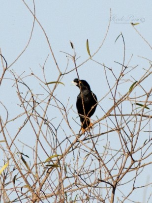 Estornino crestado/Crested Myna