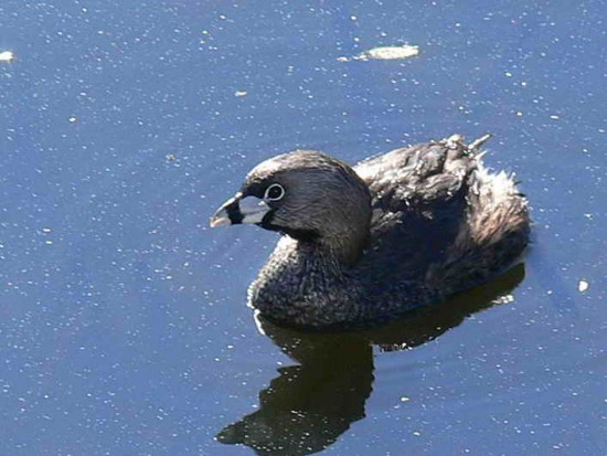 Macá pico grueso/Pied-billed Grebe