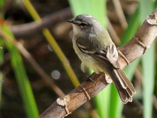 Piojito común/White-crested Tyrannulet