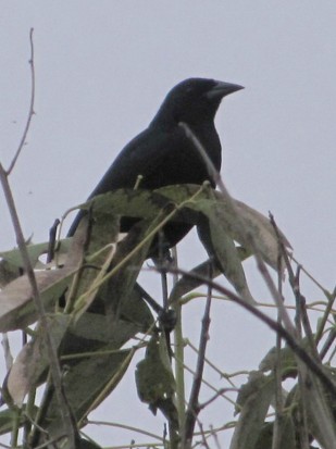 Tordo de matorral /Scrub Blackbird