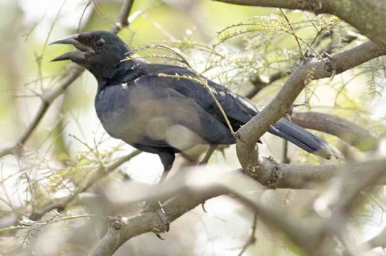 Tordo de matorral/Scrub Blackbird