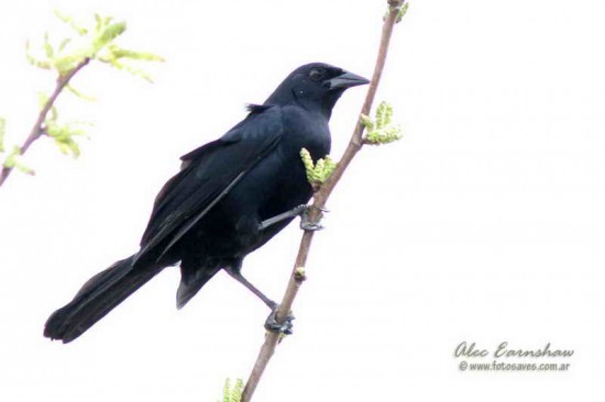 Tordo de matorral/Scrub Blackbird