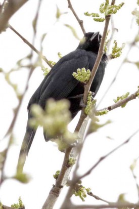 Tordo de matorral/Scrub Blackbird