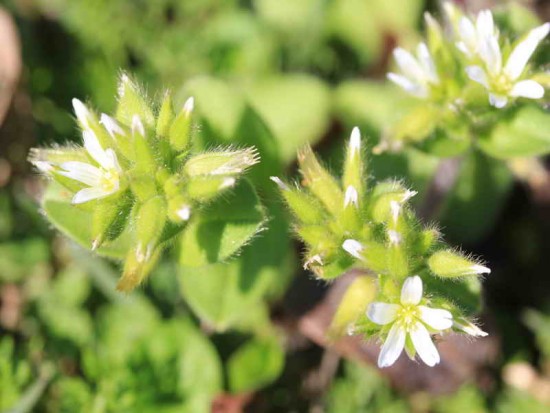 Cerastium rivulare