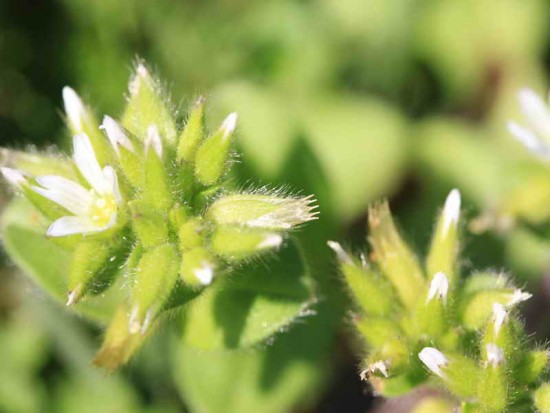 Cerastium rivulare