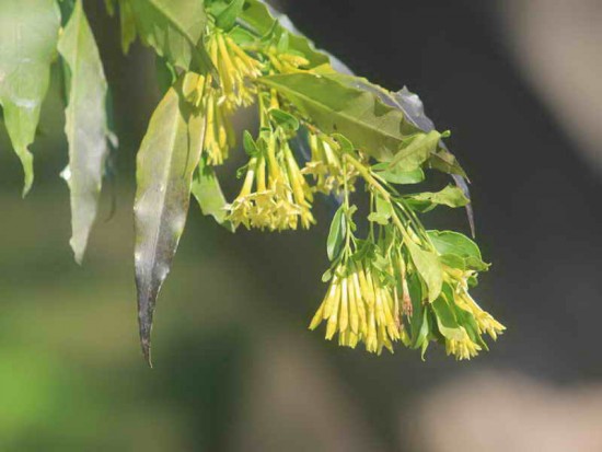 Duraznillo negro/Cestrum euanthes