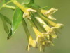 Duraznillo negro/Cestrum euanthes