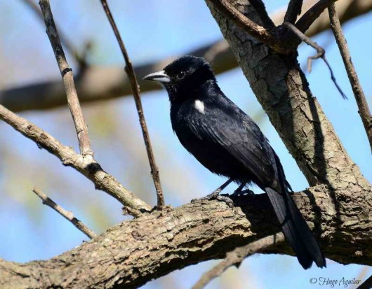 Frutero negro M/White-lined Tanager M