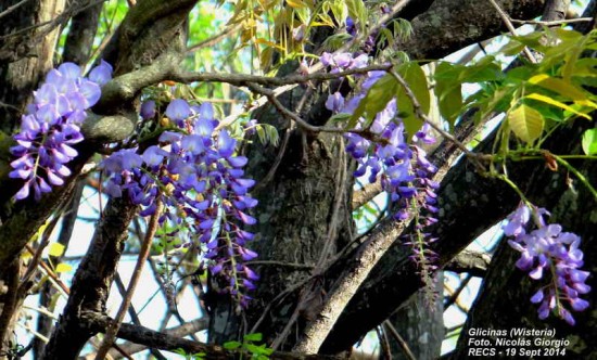 Glicina/Chinese wisteria