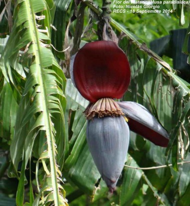 Plátano/Banana plant