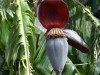 Plátano/Banana plant