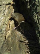 Ratona común/House Wren