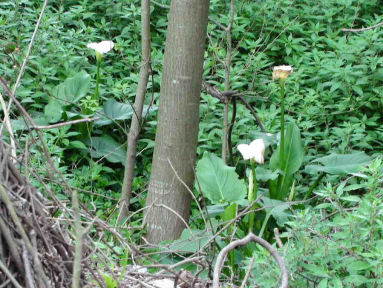 Cala/White arum lily