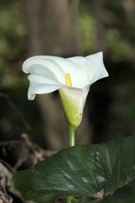 Cala/White arum lily