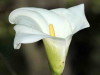 Cala/White arum lily