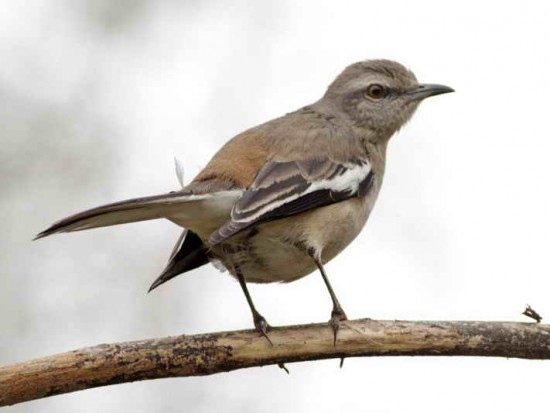 Calandria real/White-banded Mockingbird