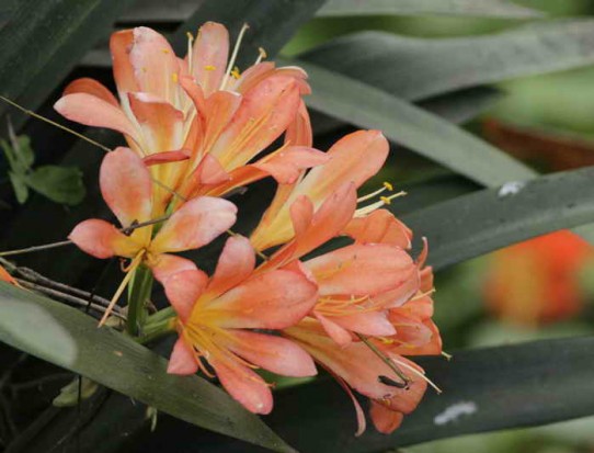 Clivia