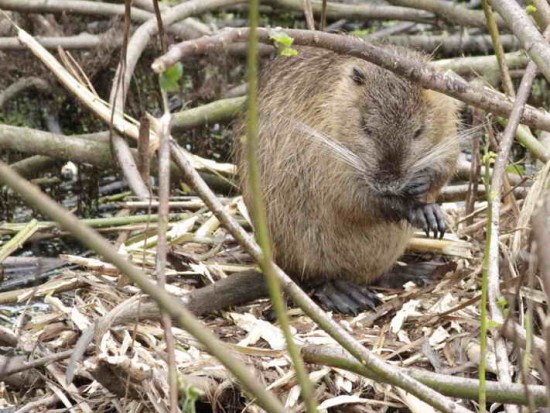 Coipo/Coypu