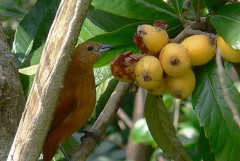 Frutero negroH/White-lined TanagerF