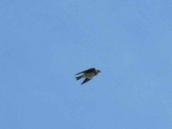 Golondrina zapadora/Bank Swallow