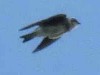 Golondrina zapadora/Cliff Swallow