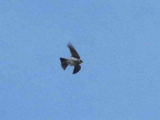 Golondrina zapadora/Bank Swallow