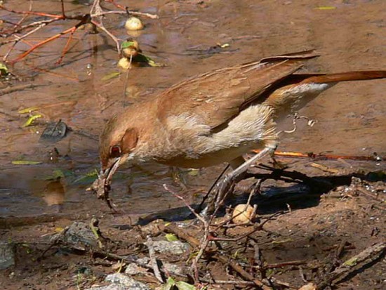 Hornero/Rufous Hornero