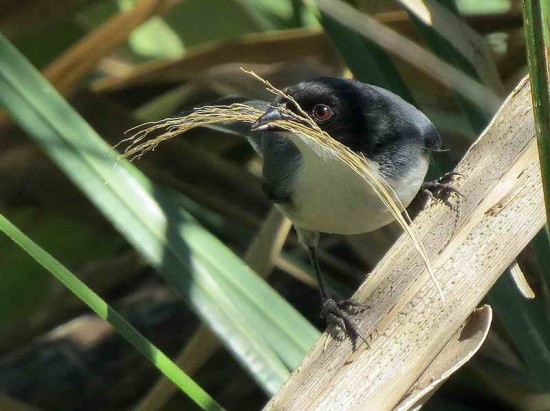 Monterita cabeza negra/Black-capped Warbling-Finch