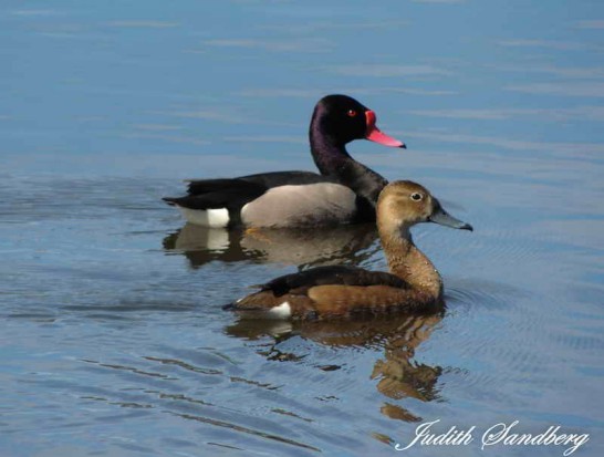 Pato picazo/Rosy-billed Pochard