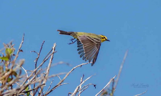 Suirirí amarillo/Yellow-browed Tyrant