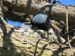 Tacuarita azul M/Masked Gnatcatcher M