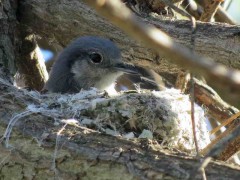 Tacuartia azulH/Masked Gnatcatcher F