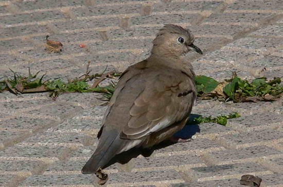 Torcacita común/Picui Ground Dove