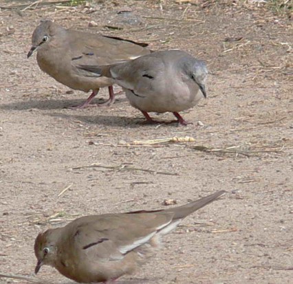 Torcacita comú/Picui Ground Dove