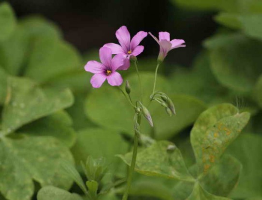 vinagrillo rosado/Pink sorrel