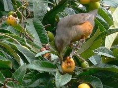 Zorzal colorado/Rufous-bellied Thrush