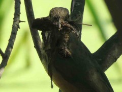 Zorzal colorado/Rufous-bellied Thrush