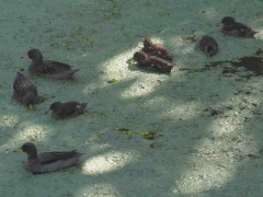 Pato barcino/Yellow-billed Teal