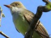 Burlisto pico canela/Swainson's Flycatcher