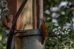 Chinchero chico/Narrow-billed Woodpecker