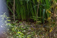 Chiricote/Grey-necked Wood-Rail