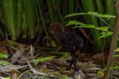 Chiricote/Grey-necked Wood-Rail