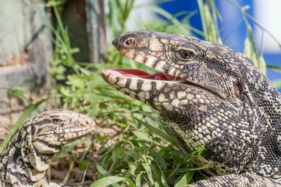 Lagarto overo/White-and-black Tegu Lizard