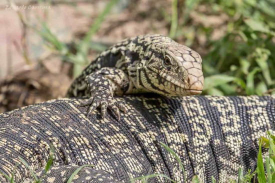 Lagarto overo/White-and-black Tegu Lizard