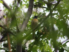 Naranjero M/Blue-and-yellow Tanager M