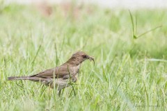 Zorzal chalchalero/Creamy-bellied Thrush